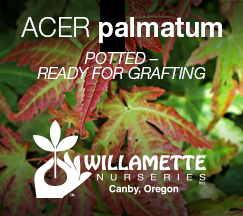 Willamette Nurseries Acer palmatum rootstock